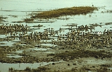 651_Cairns Esplanade, veel steltlopers